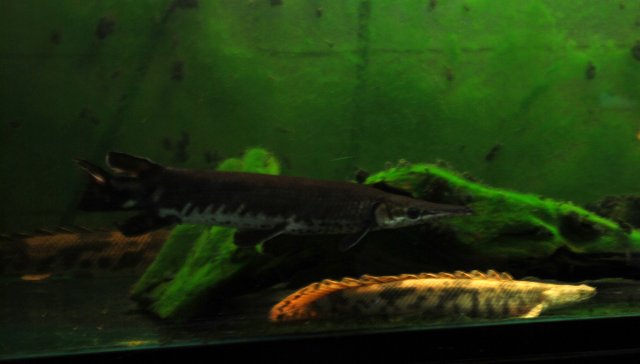 gar and endli.jpg