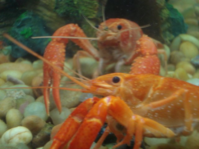 Orange clarkii.... Mom and dad.jpg