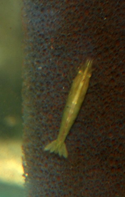 green babaulti.jpg