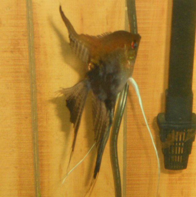 DSCN0853.JPG