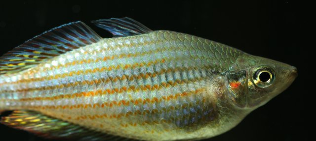Rainbow 01.jpg