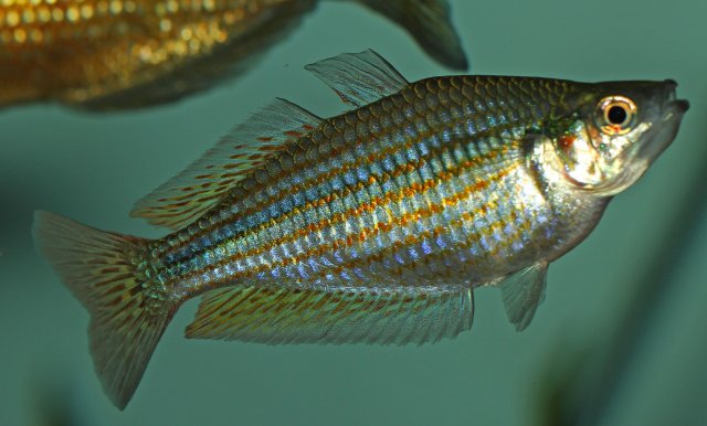 Rainbow 02.jpg