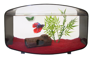 Betta-black-House_fullweb kopie.jpg