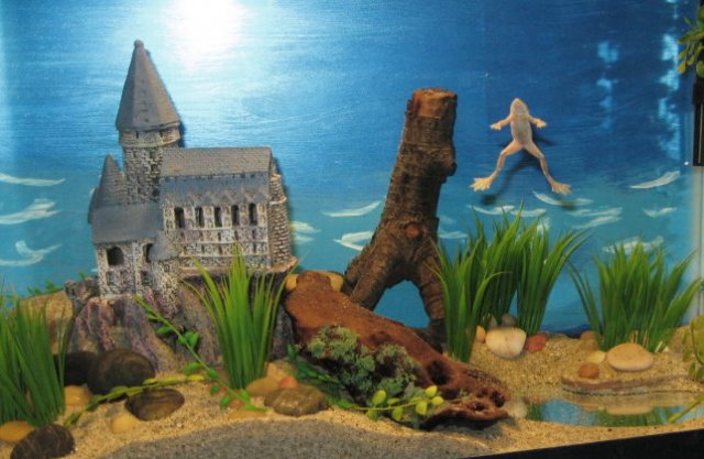 frogcastle4.jpg