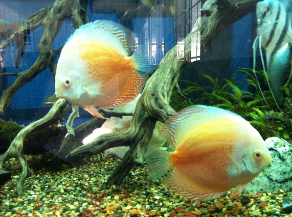 discus fish petco