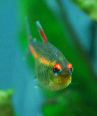 Tetra 4.jpg