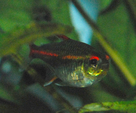 Tetra 3.jpg