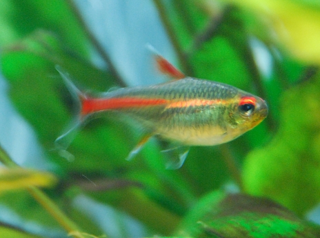 Tetra 2.jpg