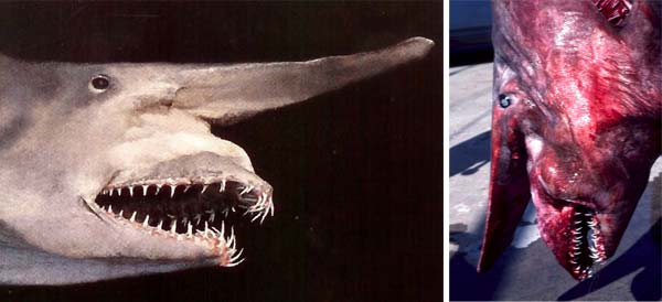 ugly-fish-goblin-shark2.jpg