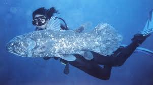 Coelacanth.jpeg