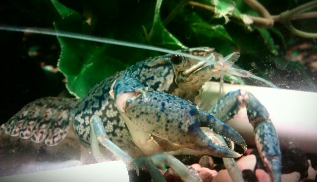 MARBLED CRAYFISH...jpg