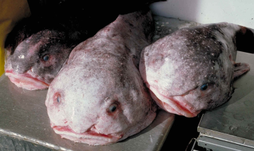 blob-fish-tn.png