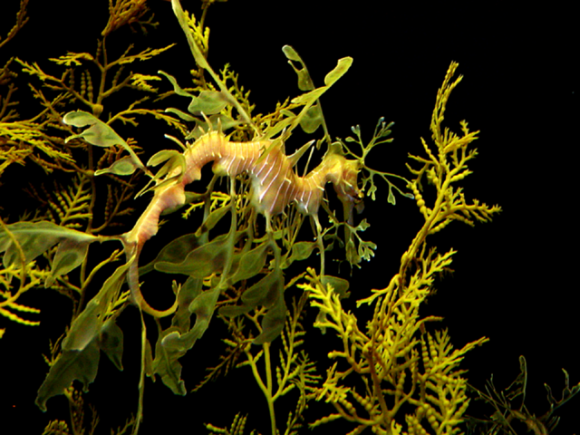 DragonFish-m.png