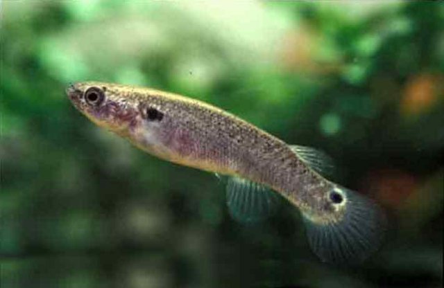 K__marmoratus_Guadeloupe.jpg K__marmoratus_Guadeloupe.jpg