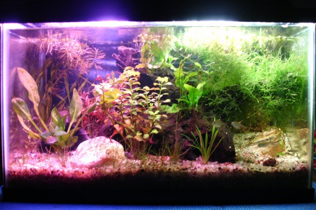 Tank before.JPG