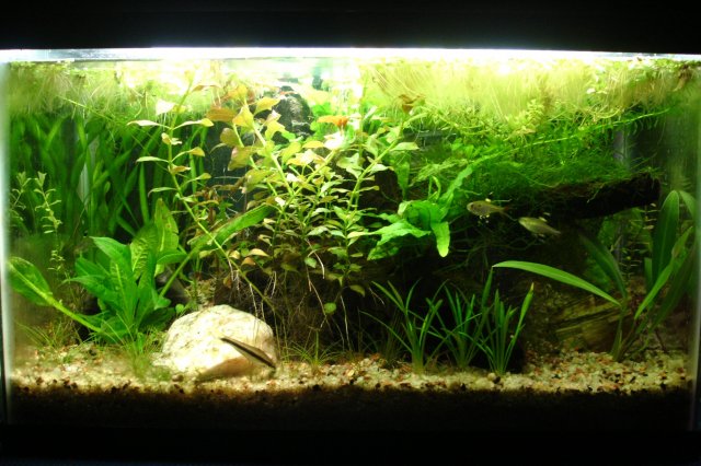 Tank20070501.JPG