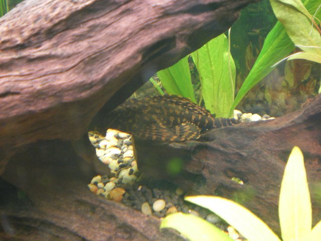 gibbiceps.JPG gibbiceps.JPG