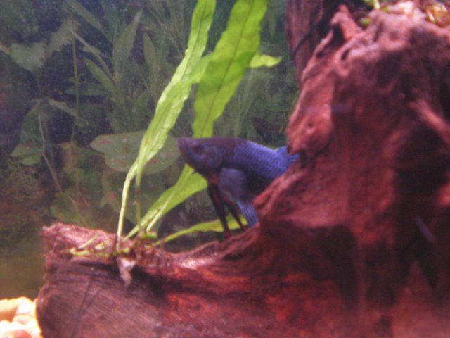 betta.jpg betta.jpg