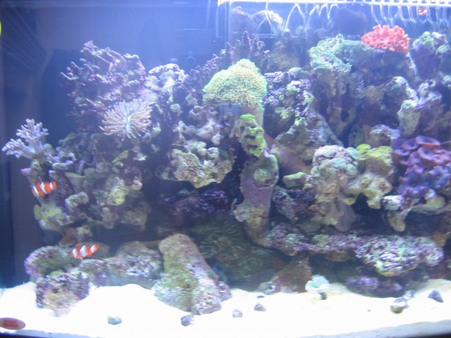 050407 Tank pics006.jpg