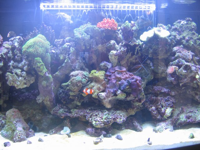 050407 Tank pics007.jpg