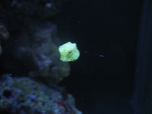 050407 Tank pics010.jpg