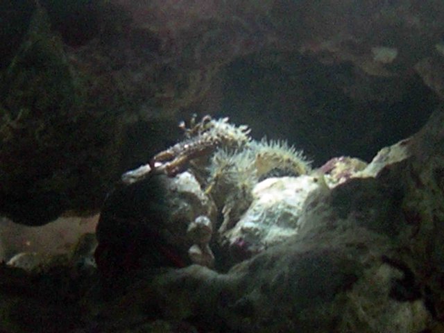 Crab 1.jpg
