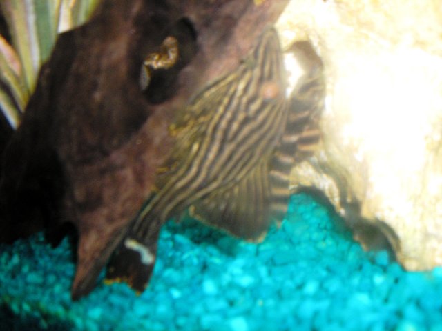 fish 055.jpg