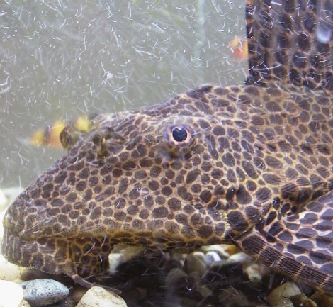 pleco1.jpg