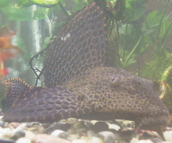 pleco2.jpg