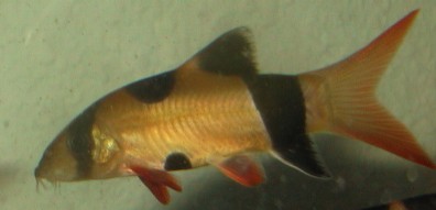 clownloach.jpg