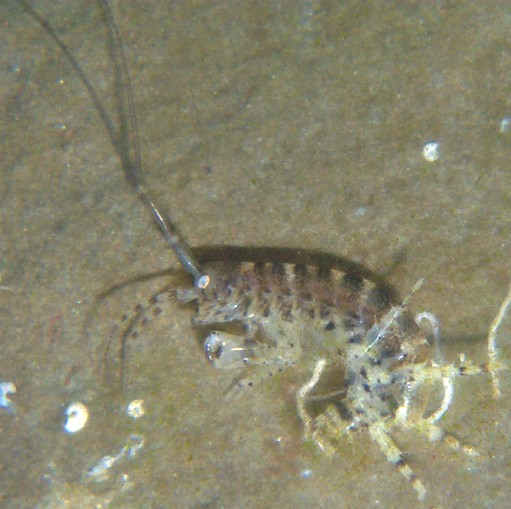 2049amphipod.jpg