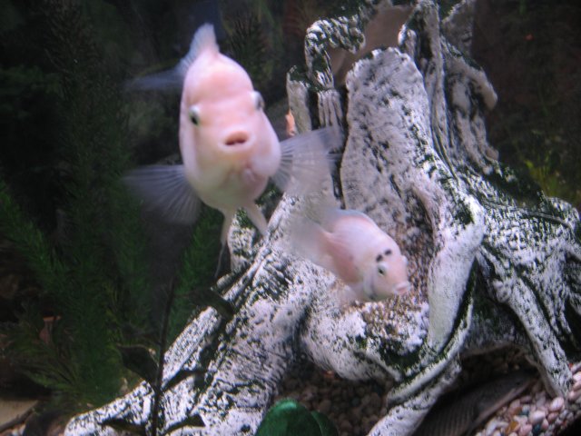IMG_1484.JPG