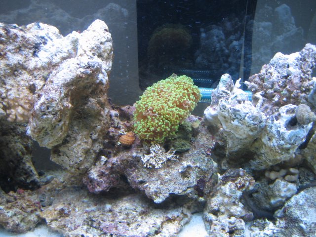 salt water tank 001.jpg