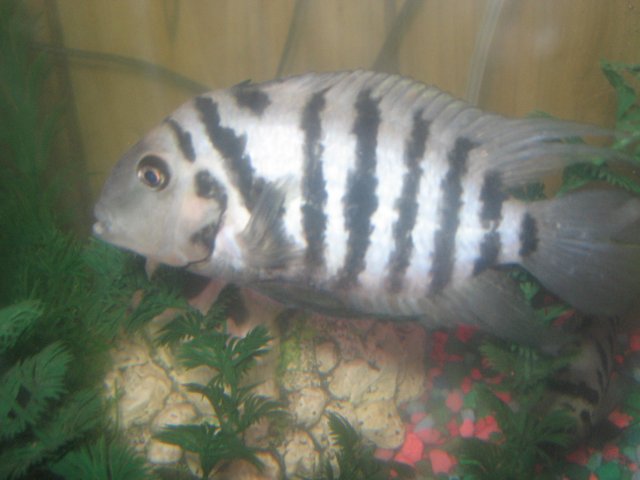 fishtank3 006.jpg
