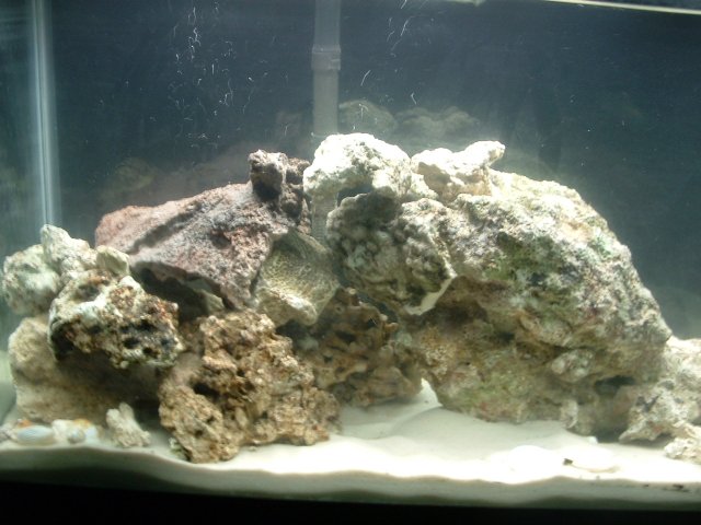fish pics 003.jpg