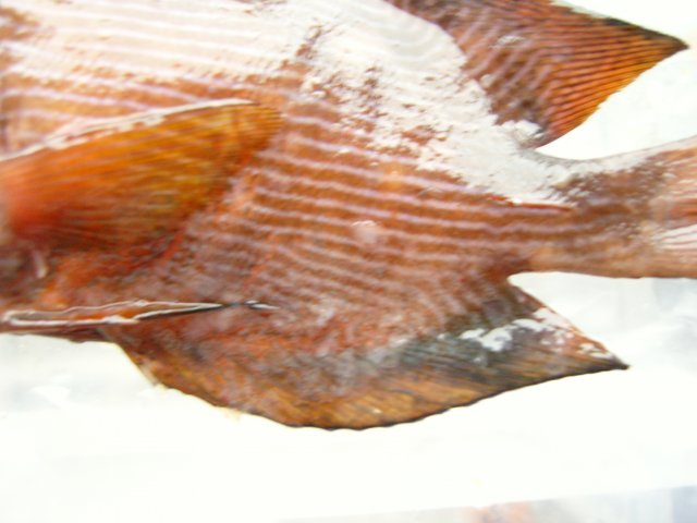 SNC10515.JPG