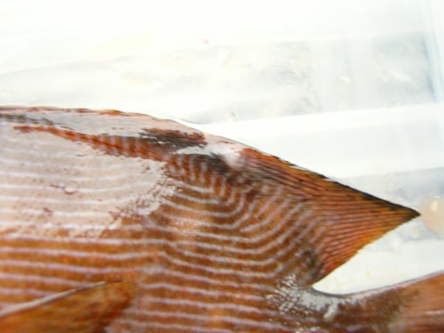 SNC10516.JPG