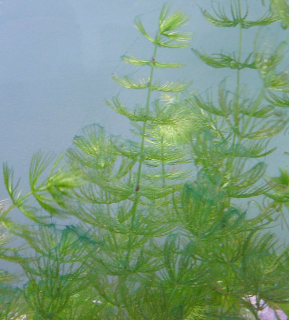 algae1.jpg