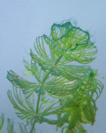 algae2.jpg