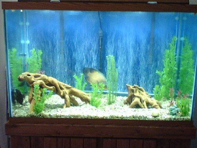 new tank.JPG
