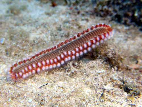 fireworm.jpg