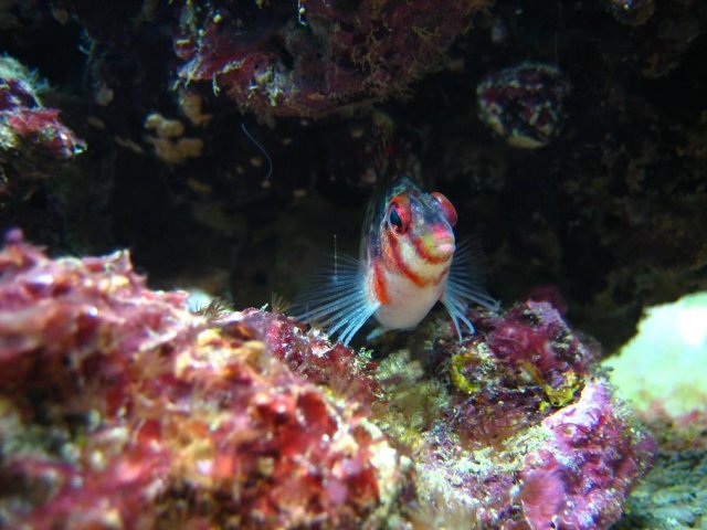 Hawkfish 9.JPG