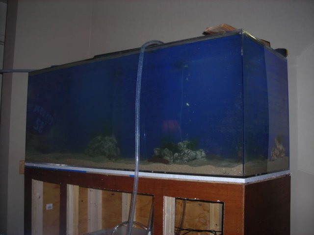 NEW TANK RUNNING0001.JPG