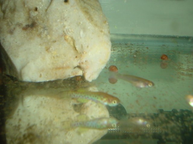 Killies 003.jpg