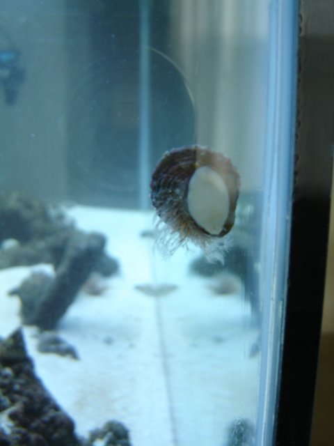 Hairy Snail.JPG