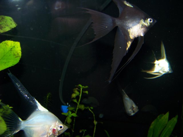 100_2673.JPG
