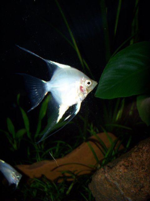 100_2676.JPG