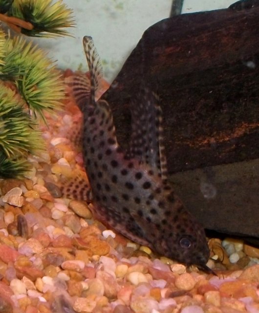 SANY0135A.jpg