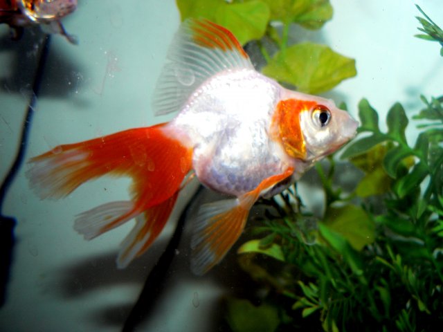 P1130005A.jpg