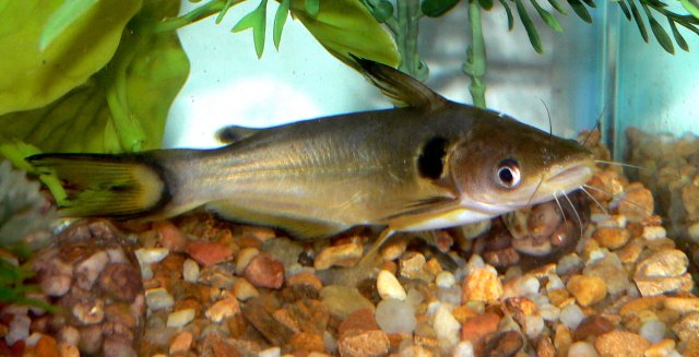 P1130017A.jpg